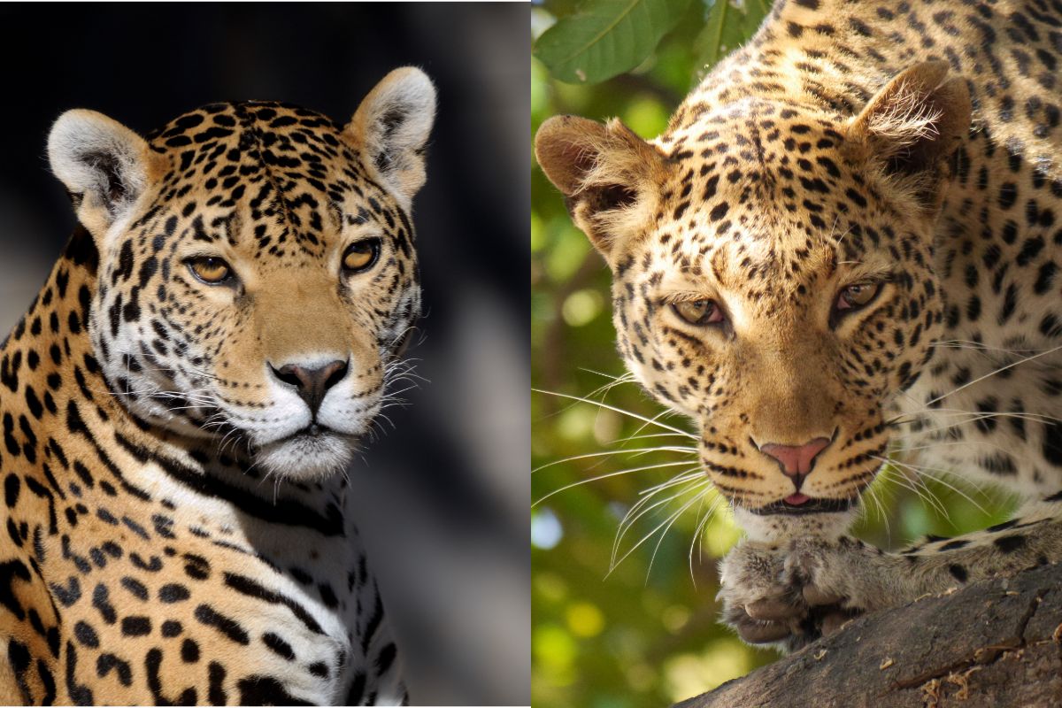 Conhecendo a onça e o leopardo: Explorando a vida selvagem - Imagem Canva Pró