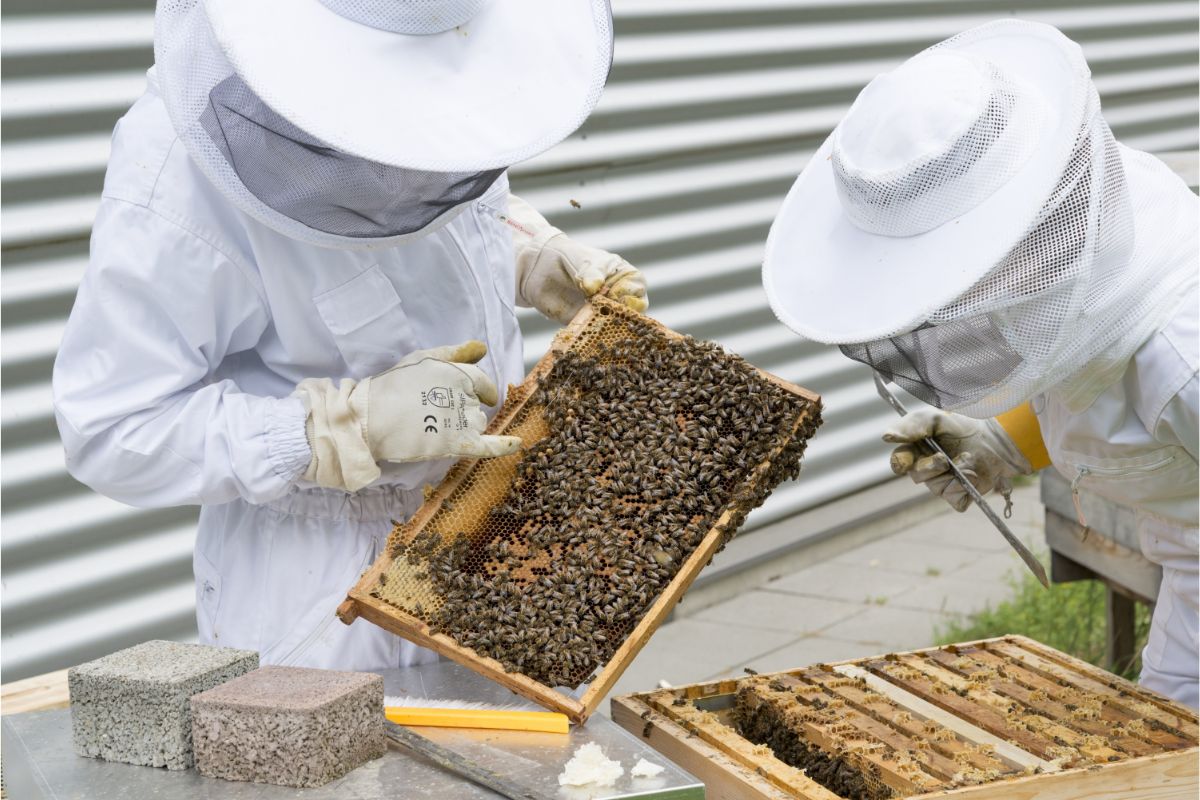 Iniciando na apicultura: um guia completo para criar abelhas - imagem: Canva pro