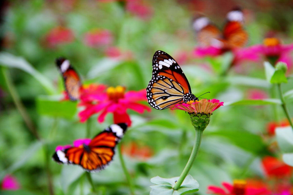 Como atrair borboletas para o seu jardim - imagem: Canva pro