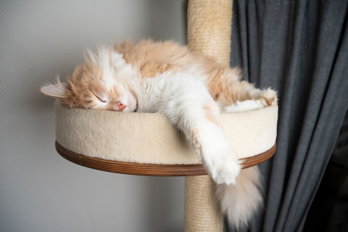 Por que os gatos dormem muito? - imagem: Canva pro