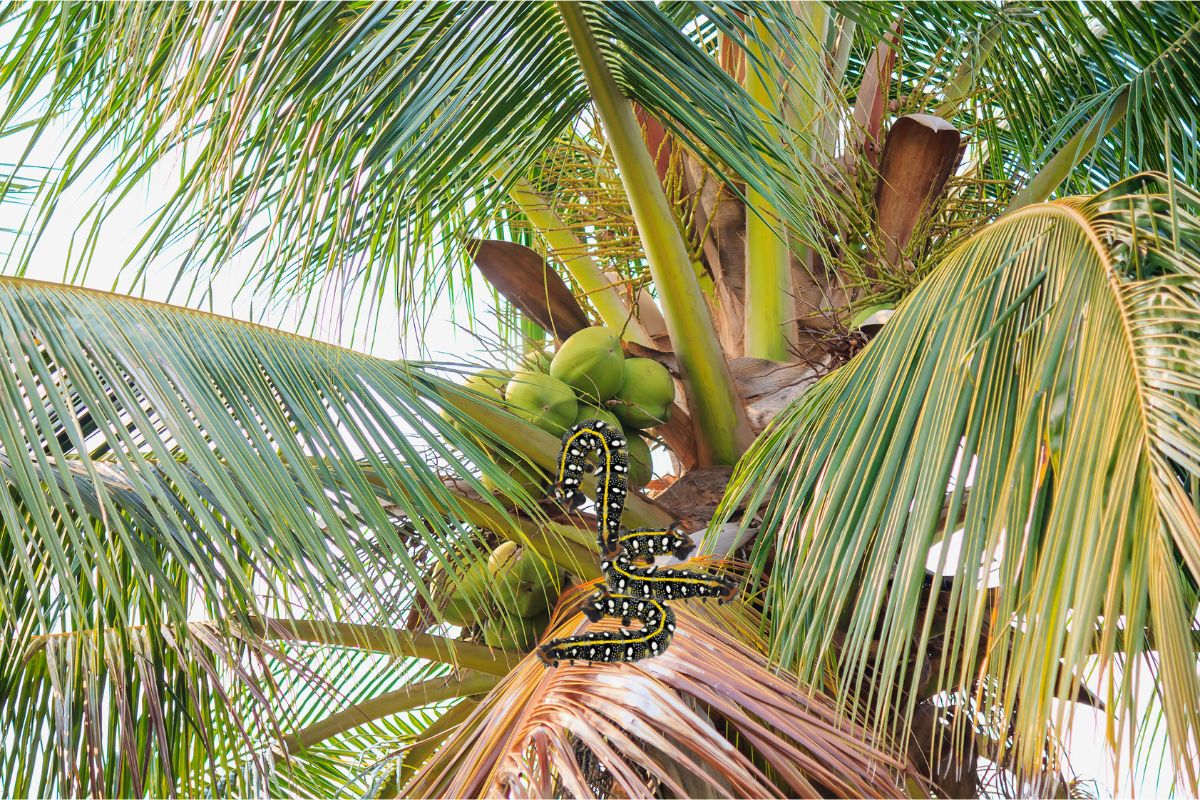 Como identificar e acabar com lagarta no coqueiro - imagem: Canva pro