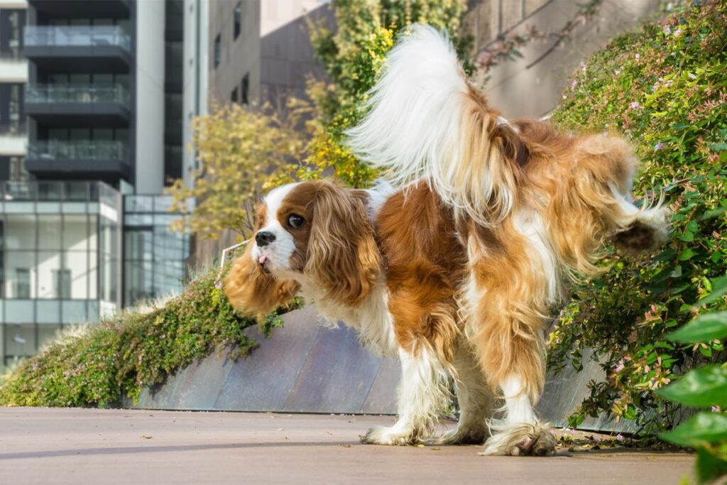 Por que os cães marcam território?