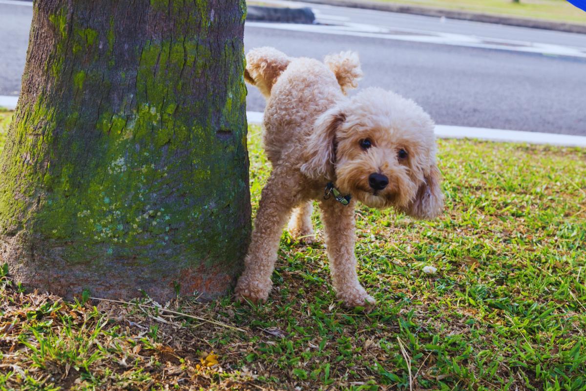 Por que os cães marcam território?- Imagem Canva Pró