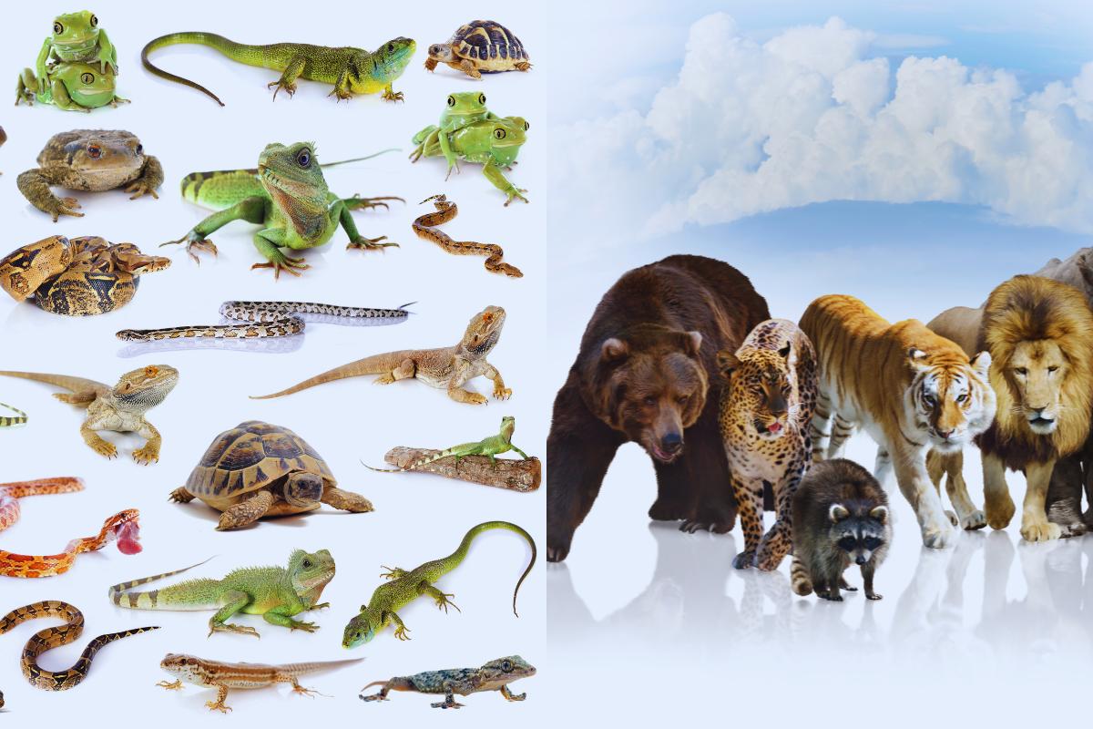 Conhecendo a diversidade dos seres vivos - Imagem Canva Pró.