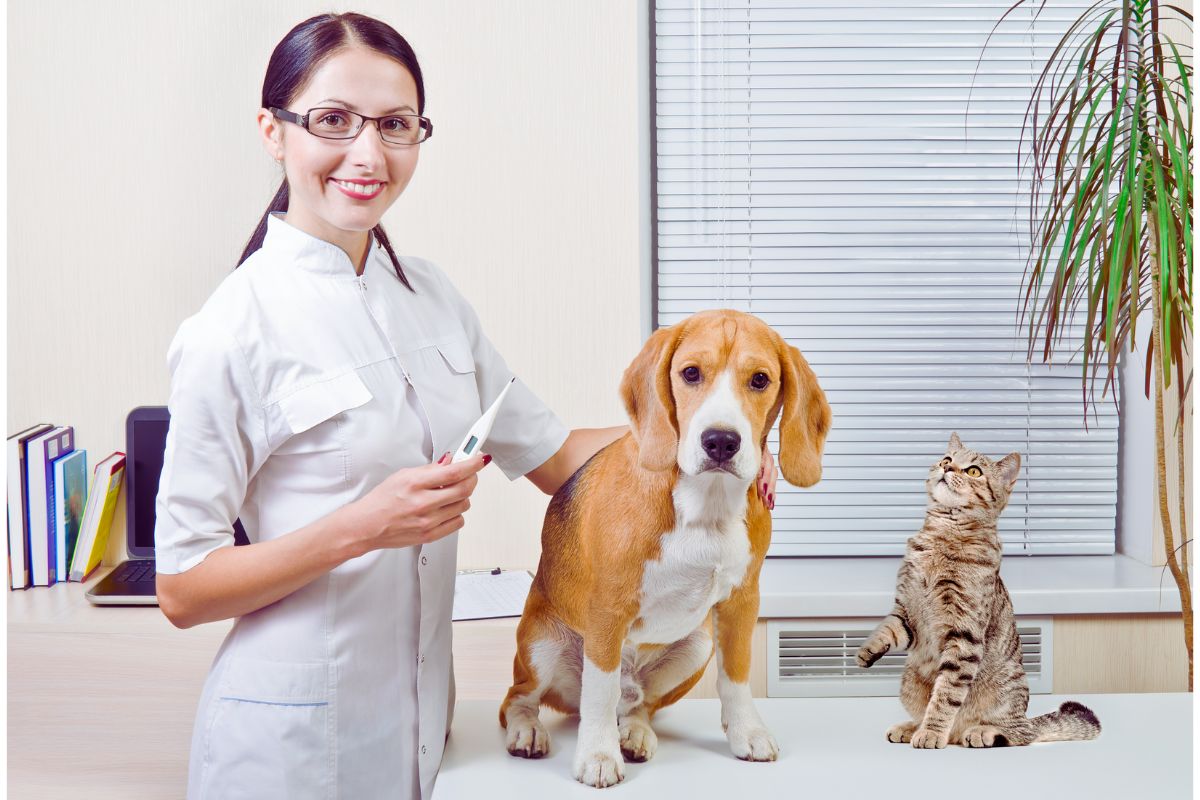 Benefícios da castração para a saúde de cachorros e gatos - Imagem Canva Pró