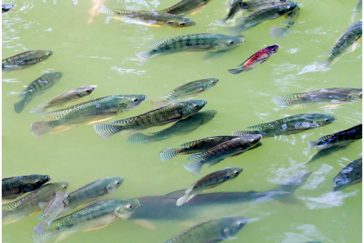 Descubra como criar peixes de forma eficiente e sustentável - Imagem Canva Pró