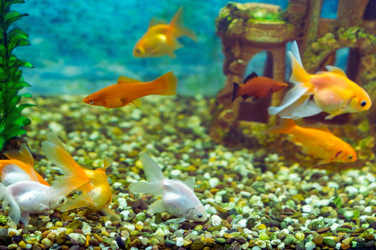 Criação de peixes no aquário: dicas para um ambiente saudável - Imagem Canva Pró
