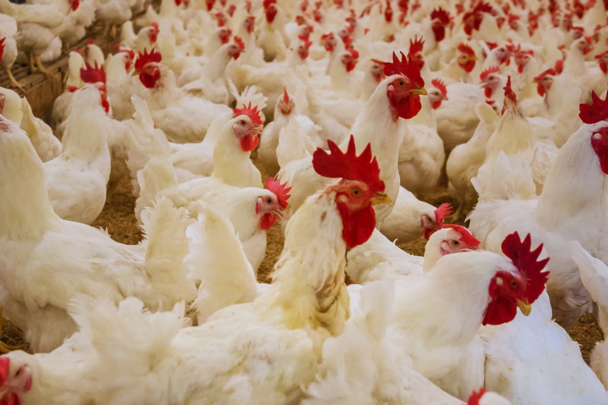 Desafios enfrentados na criação de galinhas - Imagem Canva Pró