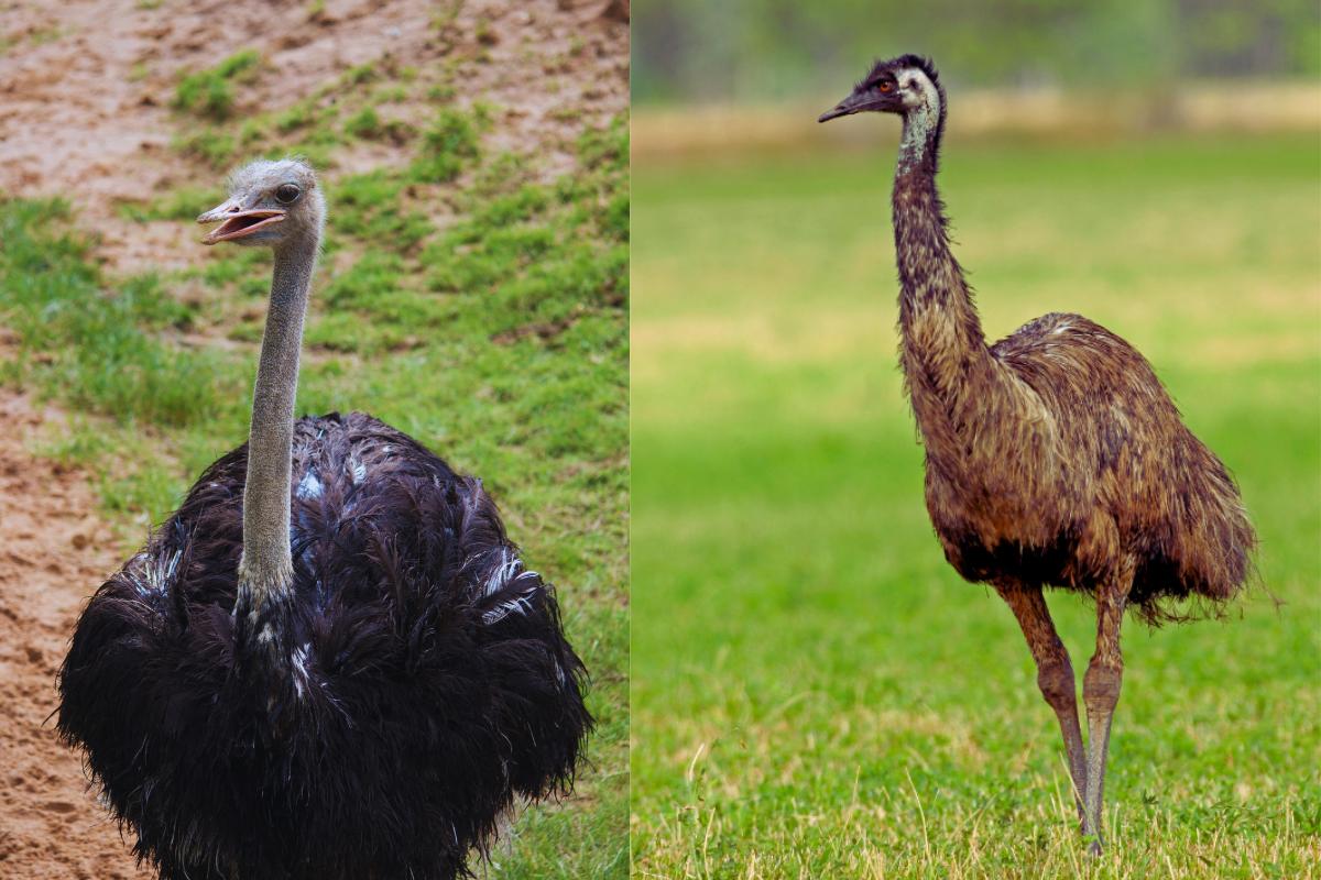 Quais as diferenças entre emas e avestruzes? - imagem: Canva pro
