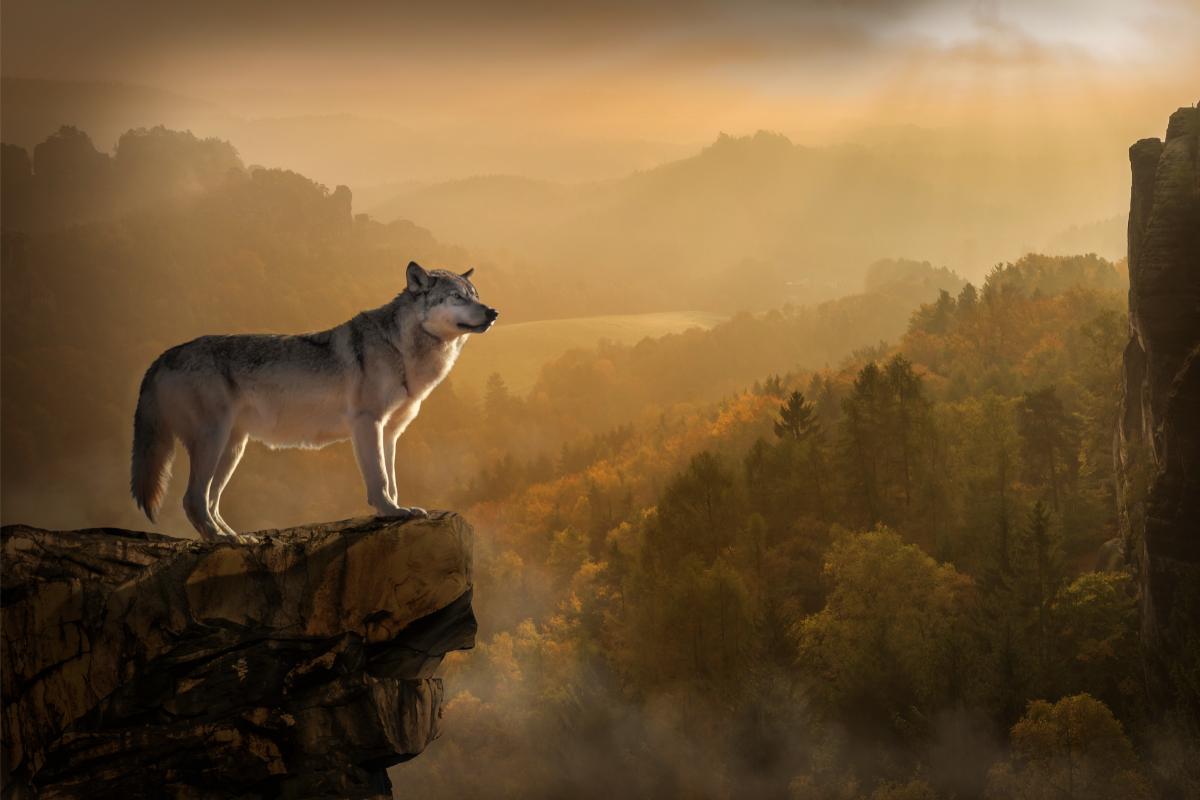 O lobo e sua aparência única - imagem: Canva pro