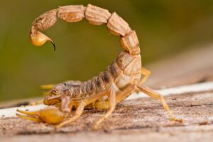 Descubra 5 animais pequenos que podem ser perigosos - Imagem Canva Pró