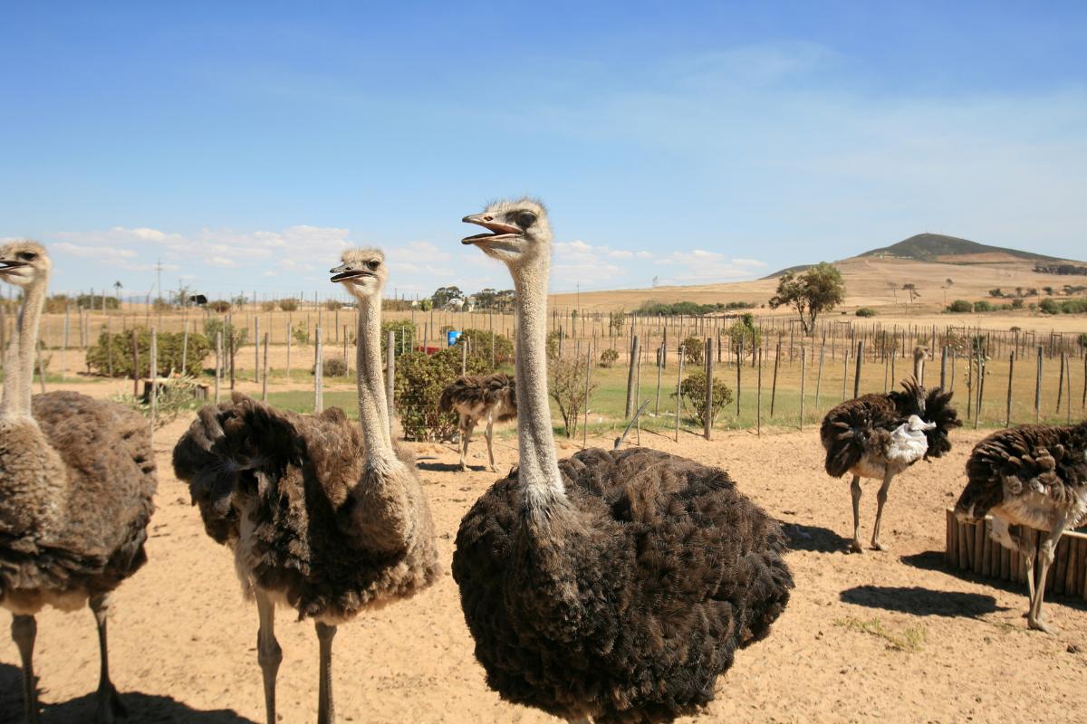 Como criar avestruz: guia completo - Imagem Canva Pró