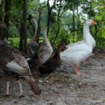 Criar aves em sua fazenda - Imagem Canva Pró