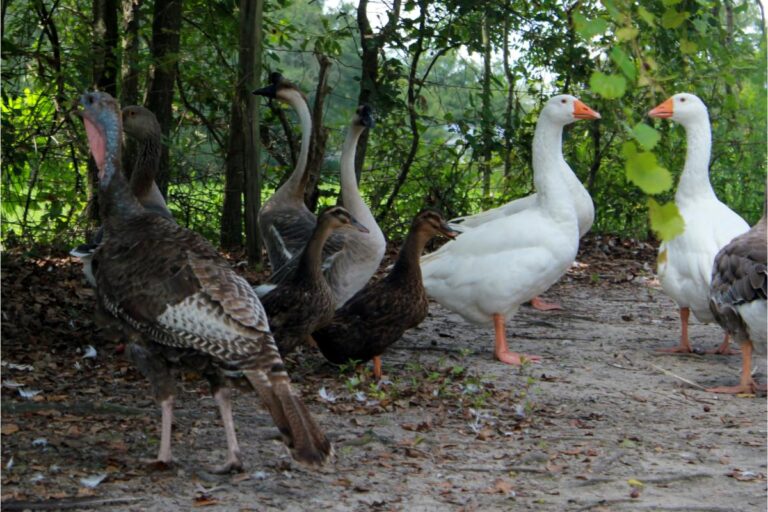 Criar aves em sua fazenda - Imagem Canva Pró