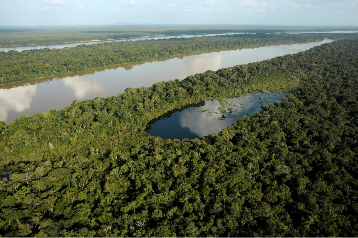 A importância da floresta amazônica - Imagem Canva Pró