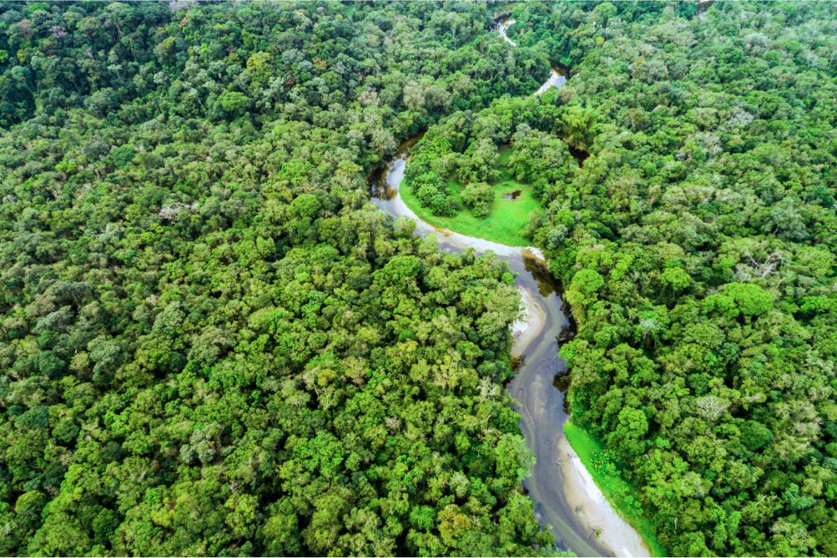 A importância da floresta amazônica