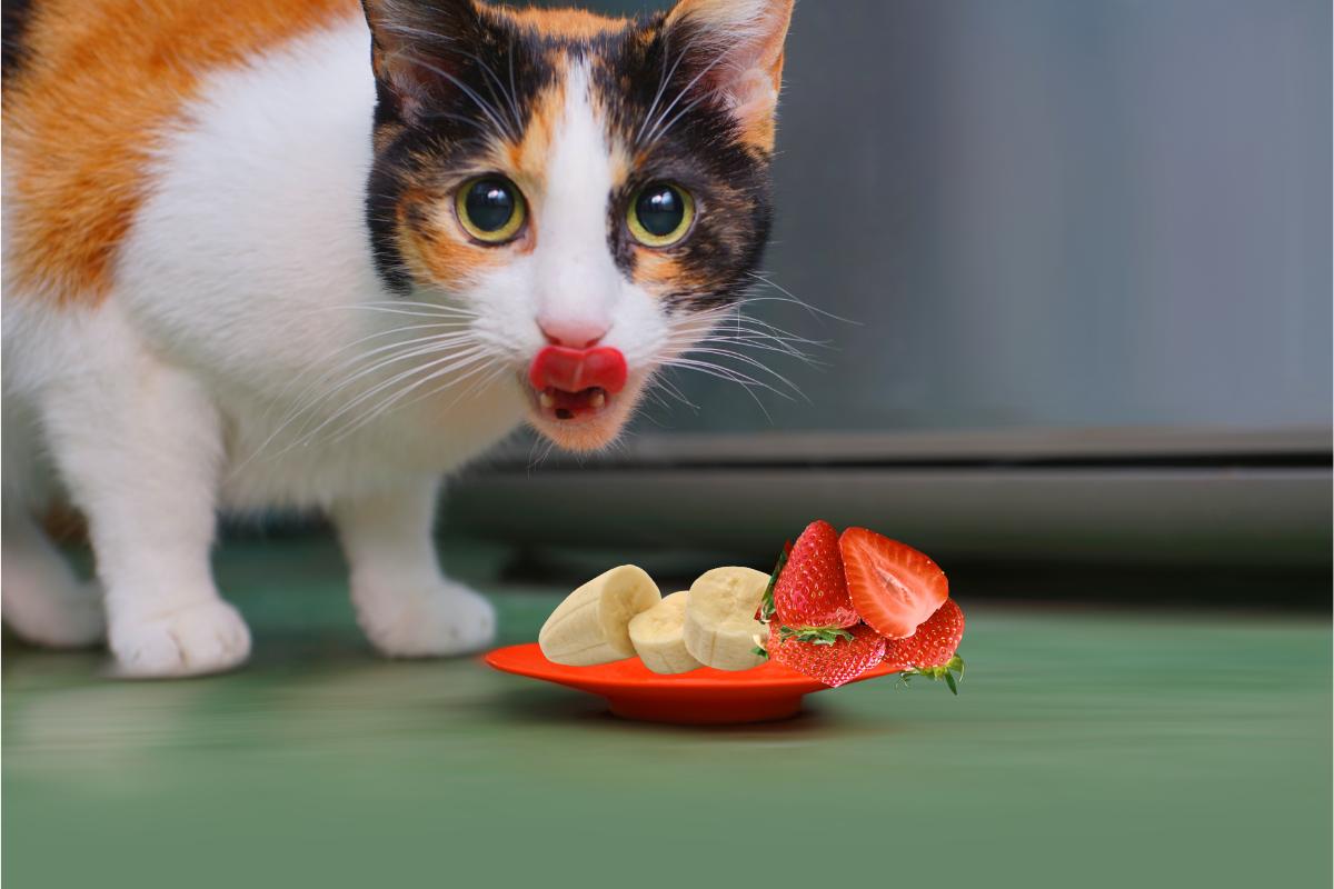 Quais frutas são seguras para os gatos comerem?