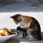 Quais frutas são seguras para os gatos comerem? - Imagem Canva Pró