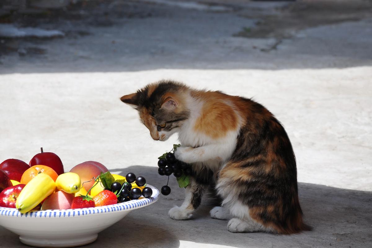 Quais frutas são seguras para os gatos comerem? - Imagem Canva Pró