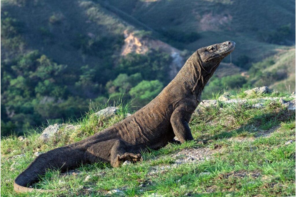 Descubra tudo sobre o dragão de Komodo - Imagem Canva Pró