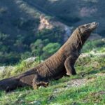 Descubra tudo sobre o dragão de Komodo - Imagem Canva Pró