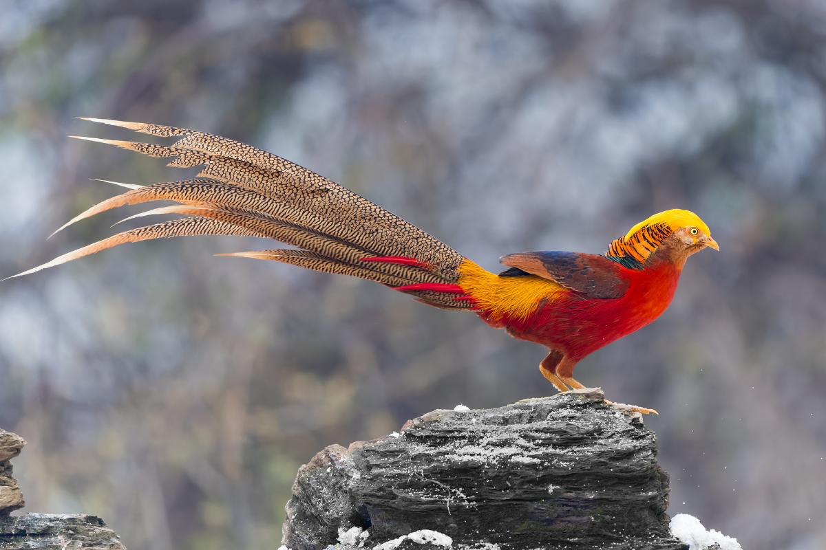 As aves mais lindas do mundo - Imagem Canva Pró