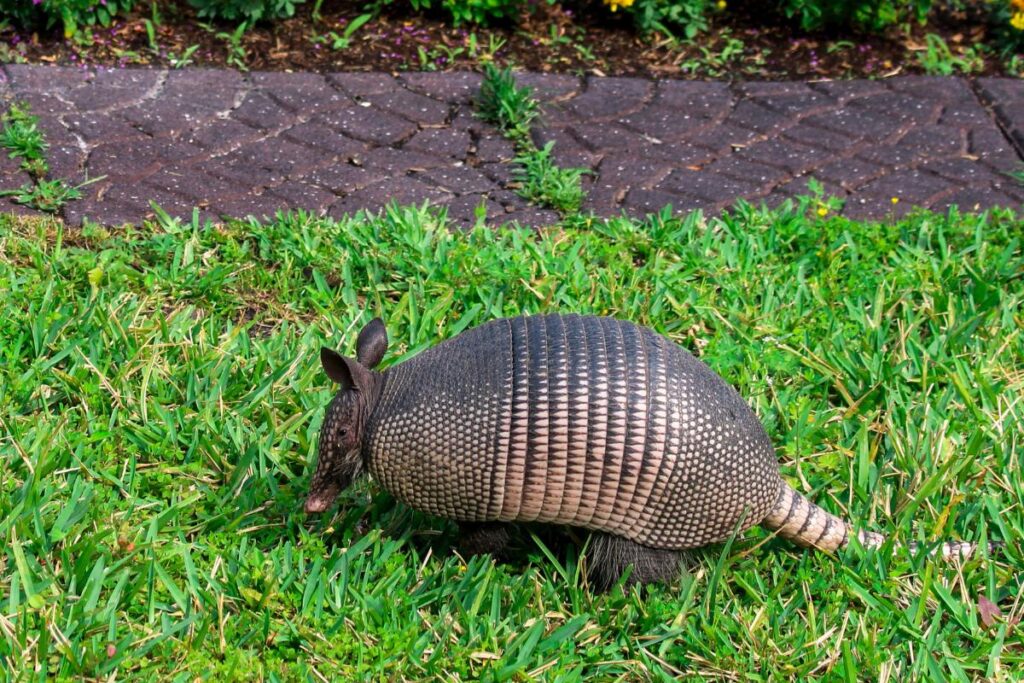 Tatu: conheça as curiosidades sobre esse animal incrível! - Imagem Canva Pró