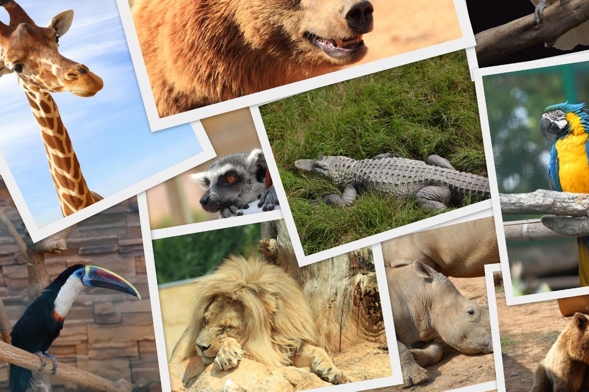 O que são animais silvestres e por que é importante protegê-los? - Imagem Canva Pró
