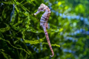 Cavalo-marinho: conheça mais sobre esse fascinante animal marinho - Imagem Canva Pró