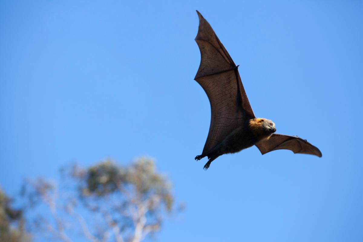 Os morcegos: conheça mais sobre esses animais fascinantes - Imagem Canva Pró