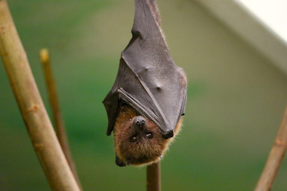 Os morcegos: conheça mais sobre esses animais fascinantes