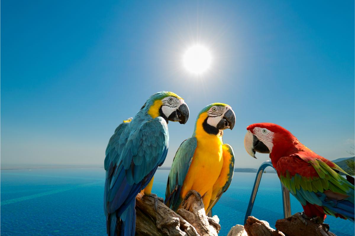 Psitacídeos: descubra mais sobre essas aves fascinantes - Imagem Canva Pró