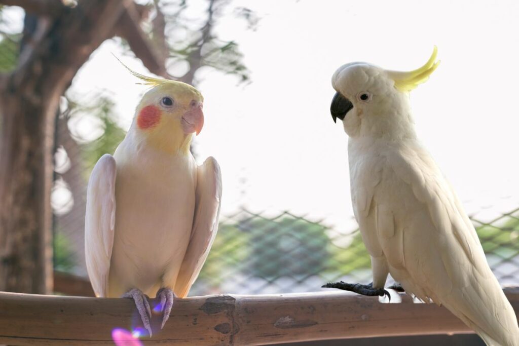 Qual é a diferença entre uma cacatua e uma calopsita?