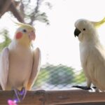 Qual é a diferença entre uma cacatua e uma calopsita?