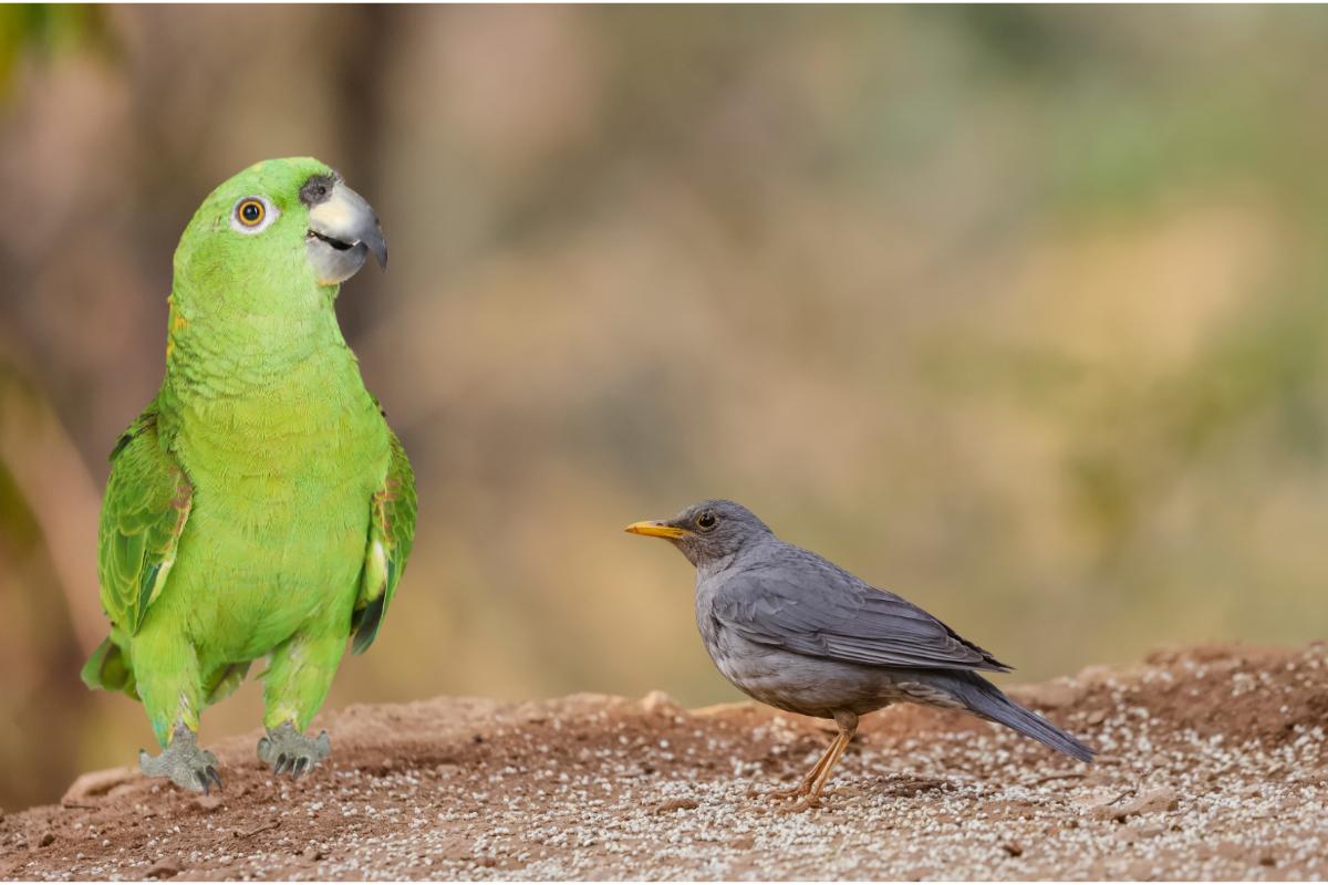 Passeriformes e psitacídeos: entenda as diferenças - Imagem Canva Pró