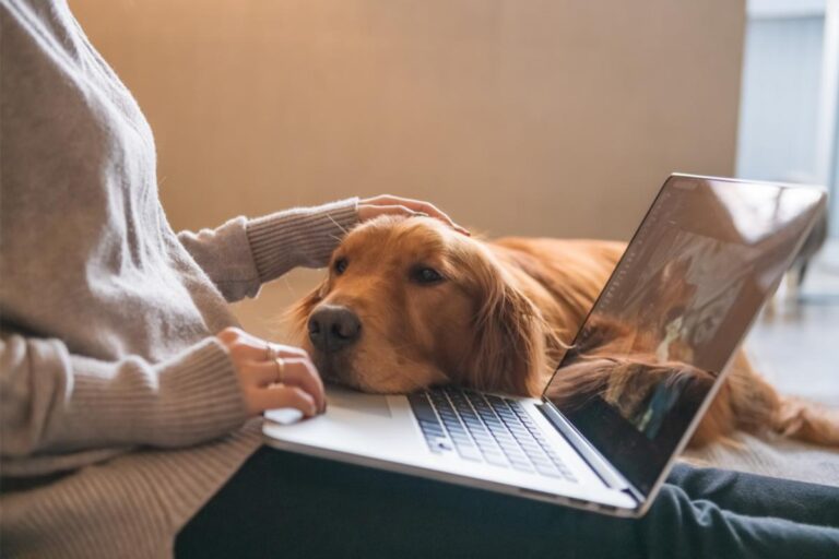 Vantagens de ter um golden retriever em casa - Imagem Canva Pró