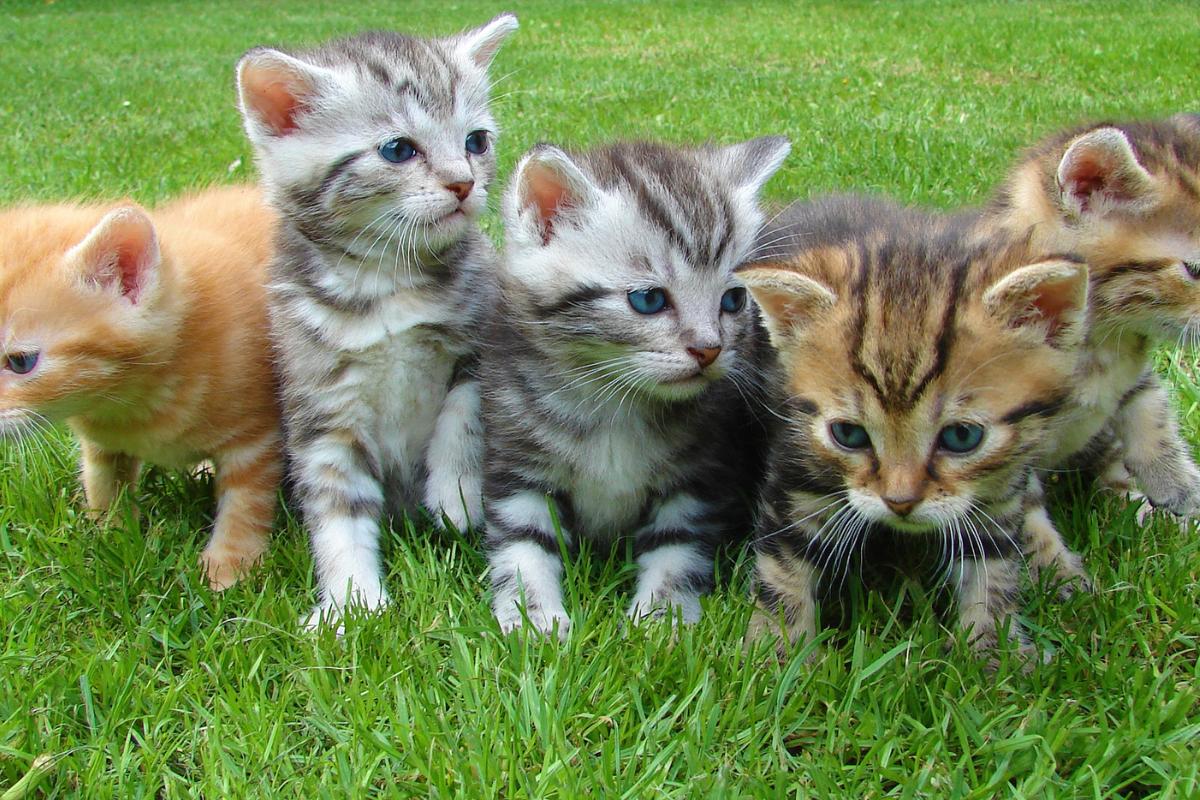 As 05 raças de gatos mais populares do mundo - Imagem Canva Pró