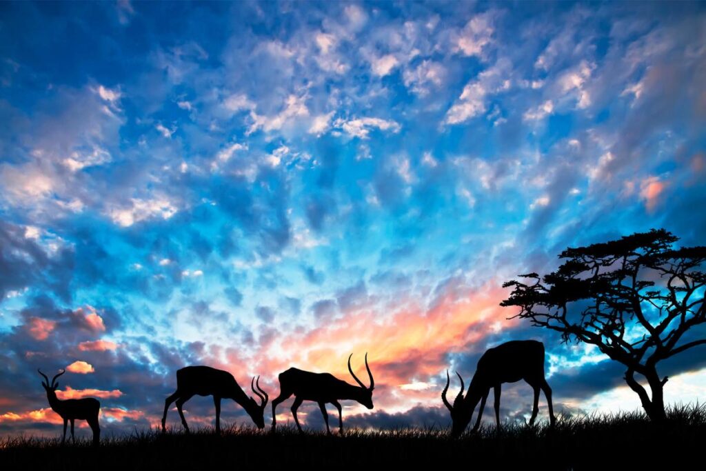 A importância da fauna para a existência das florestas