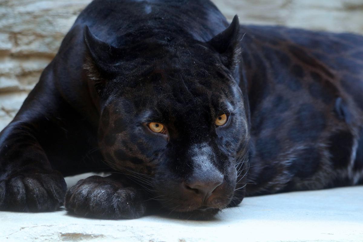 Jagleão: conheça o híbrido de leoa e jaguar!