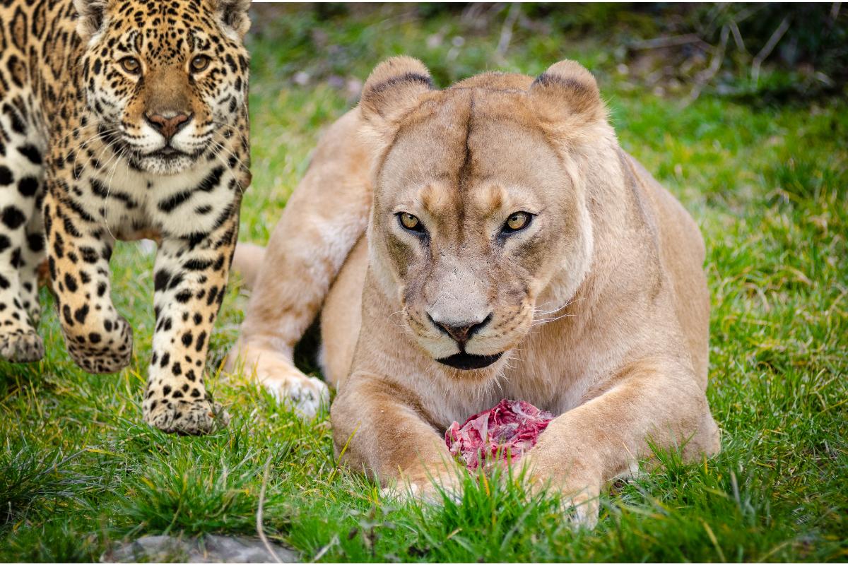 Jagleão: conheça o híbrido de leoa e jaguar! - Imagem Canva Pró