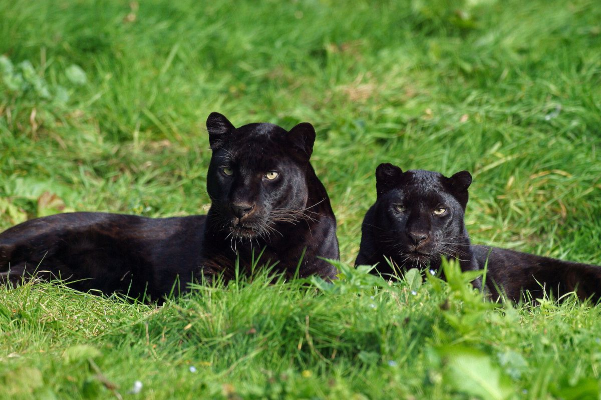 Melanismo em felinos: entenda sobre a coloração da pantera-negra