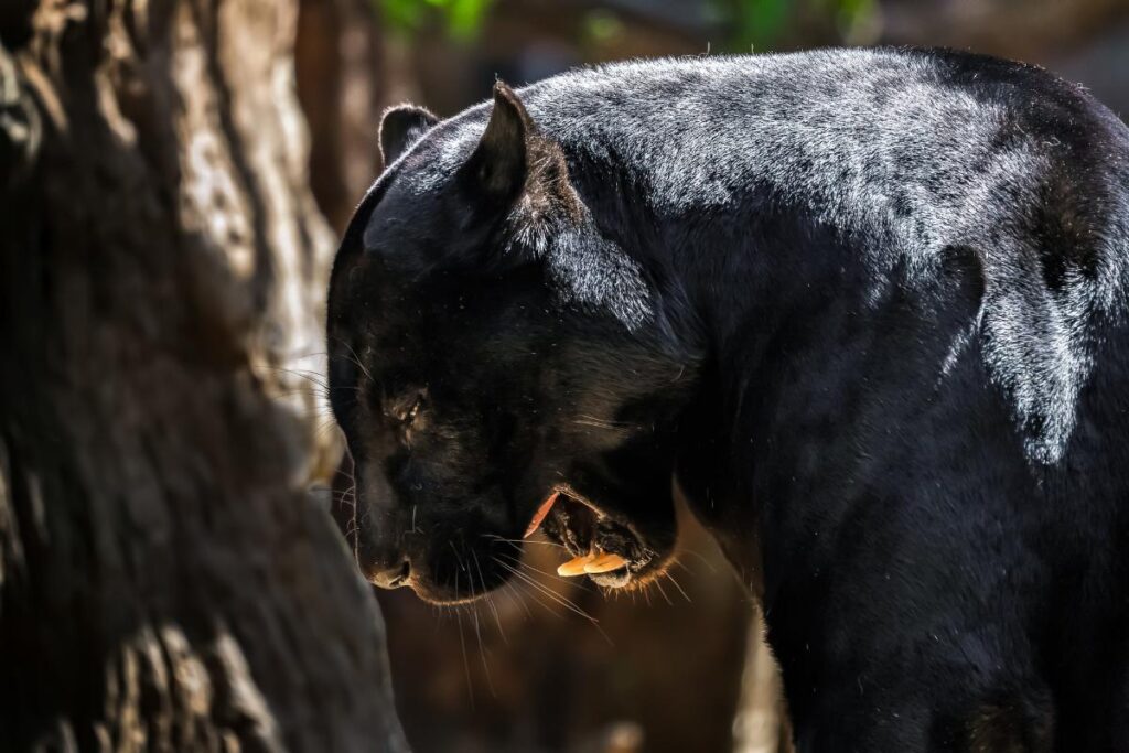 Melanismo em felinos: entenda sobre a coloração da pantera-negra - Imagem Canva Pro