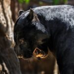 Melanismo em felinos: entenda sobre a coloração da pantera-negra - Imagem Canva Pro