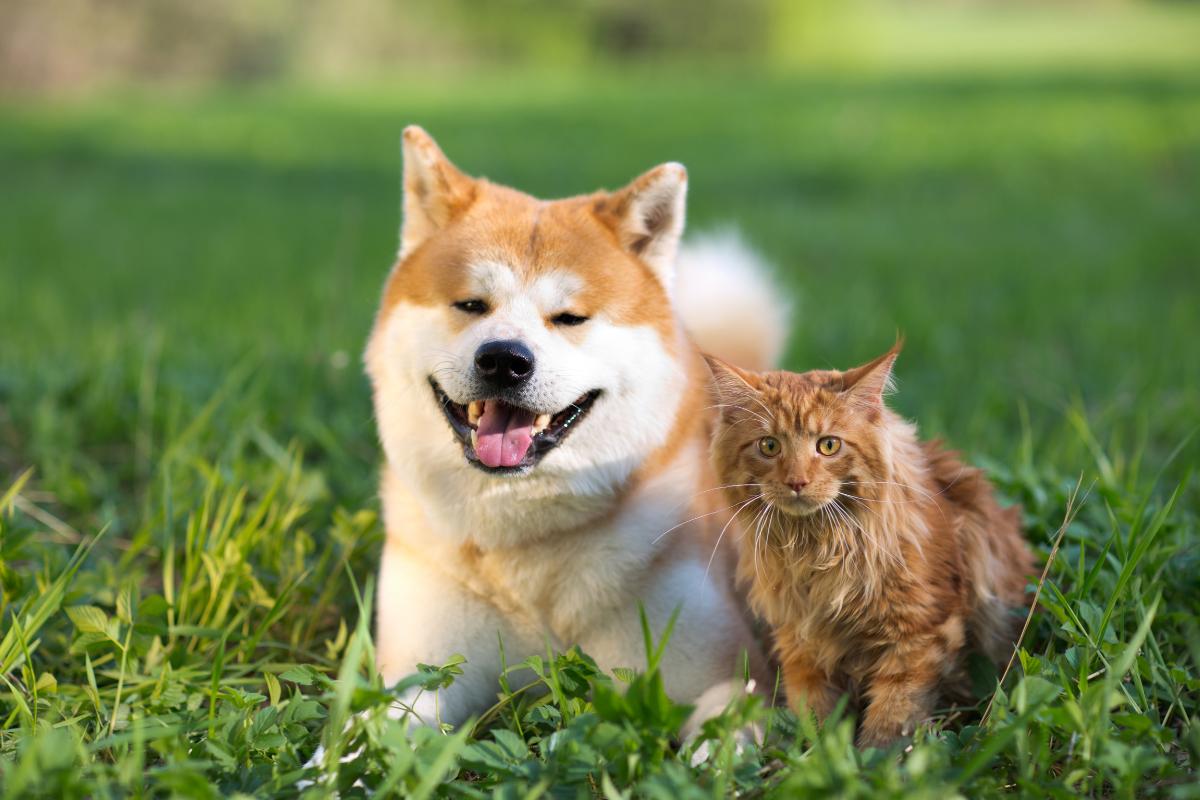 Qual é a diferença entre canídeos e felinos?