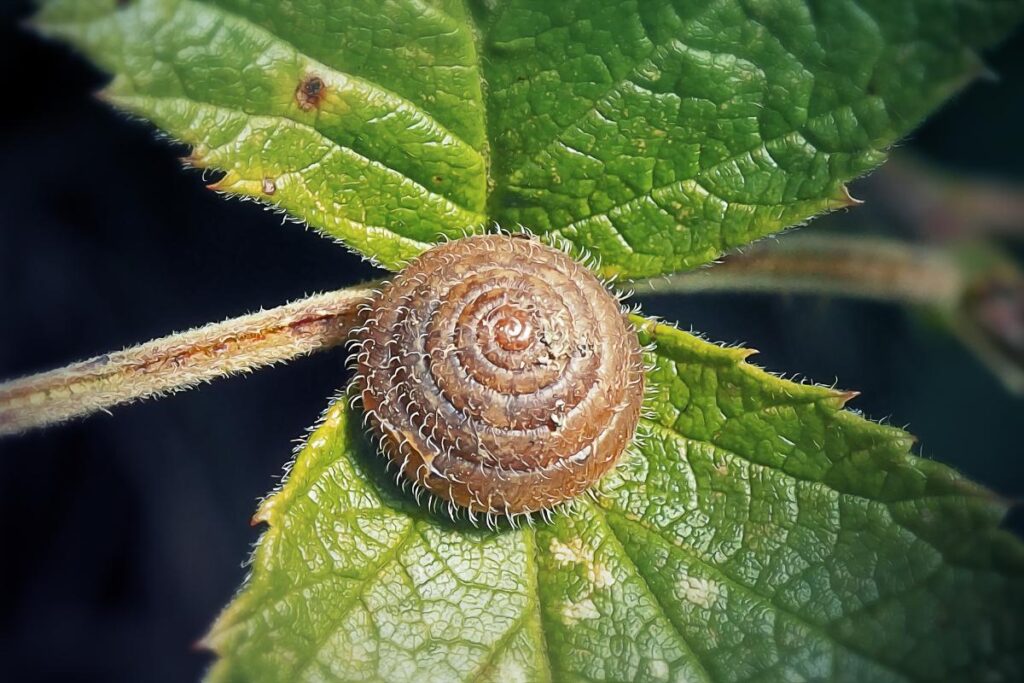 Descoberta de nova espécie de caracol peludo no Brasil - Imagem Canva Pro