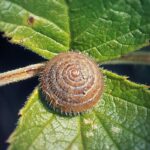 Descoberta de nova espécie de caracol peludo no Brasil - Imagem Canva Pro