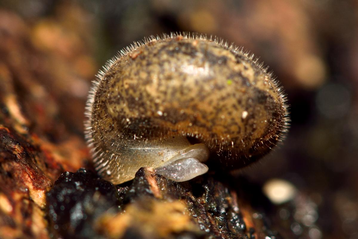 Descoberta de nova espécie de caracol peludo no Brasil
