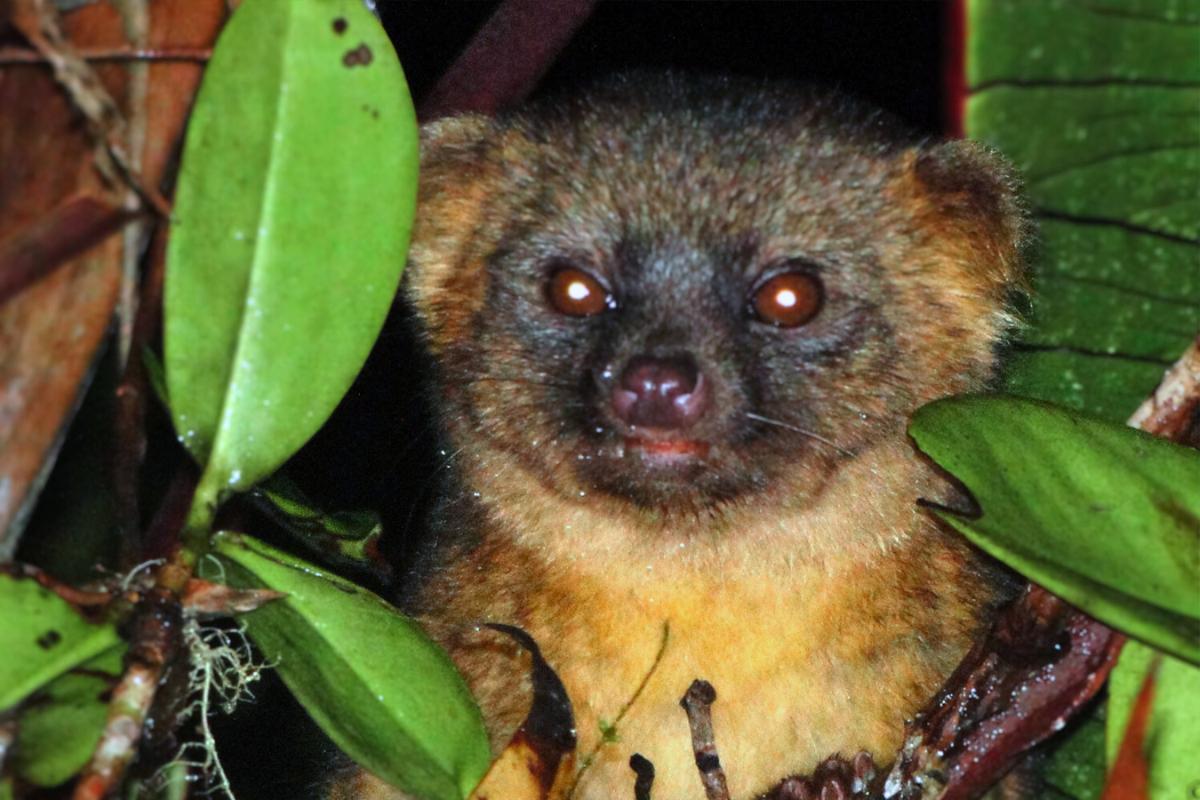 Olinguito: a mais nova espécie de mamífero do século XXI