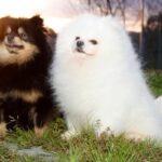 Lulu da Pomerânia: O cãozinho pequeno com uma grande personalidade - Imagem Canva Pró