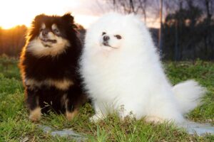 Lulu da Pomerânia: O cãozinho pequeno com uma grande personalidade - Imagem Canva Pró